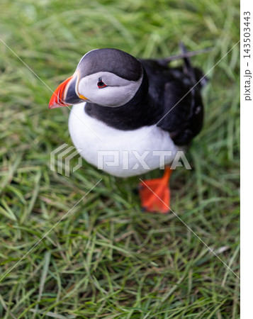 Atlantic puffin with colorful beak standing in grass at Hafnarholmi, Iceland 143503443