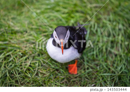 Atlantic puffin with colorful beak on green grass at Hafnarholmi in Iceland Atlantic puffin with colorful beak on green grass at Hafnarholmi in Iceland 143503444