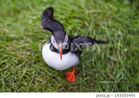 Atlantic puffin spreading wings on green grass at Hafnarholmi in Iceland 143503445