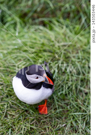 Atlantic puffin standing in green grass at Hafnarholmi colony in Iceland Atlantic puffin standing in green grass at Hafnarholmi colony in Iceland 143503446