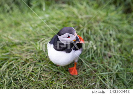 Atlantic puffin standing in green grass at Hafnarholmi colony, Iceland 143503448