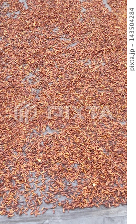 Reddish brown clove grains lie across broad gray surface in close overhead view. Drying harvest forms dense clusters and irregular openings, creating richly textured agricultural pattern. 143504284