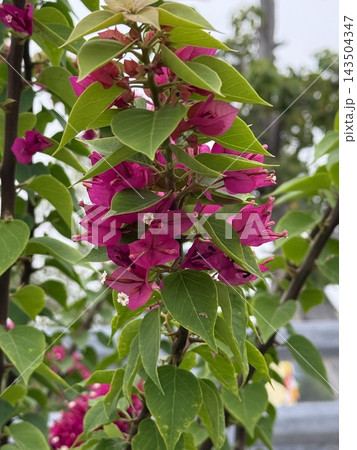 Pink Bougainvillea Flowers in Tropical Garden 143504347