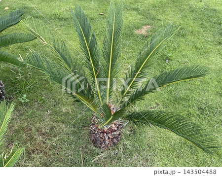 Sago Palm Cycas Revoluta Growing on Green Lawn Sago Palm Cycas Revoluta Growing on Green Lawn 143504488