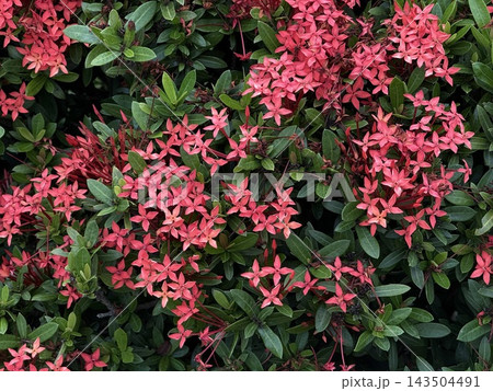 Pink Ixora Flowers Blooming in Tropical Garden Pink Ixora Flowers Blooming in Tropical Garden 143504491