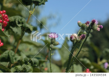 Purple Thistle Flowers Blooming Beside Red Viburnum Berries Close Up Purple Thistle Flowers Blooming Beside Red Viburnum Berries Close Up 143504594
