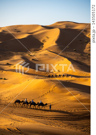 A group of camels walks across the sand dunes in the Sahara desert of Morocco. The sun shines brightly as the caravan travels. A guide leads the way along the sandy paths. 143505172