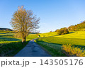 A winding road through green fields in Moravia during spring. Trees line the path, and the sky is bright with clear weather. The landscape is open and inviting. 143505176