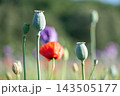 Green poppy buds stand tall among bright red poppies in a field. Bright sunlight shines down, creating a vibrant scene of flowers in various stages of bloom. 143505177