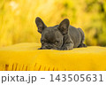 Sweet blue coat French Bulldog puppy resting its head comfortably outdoors in warm daylight. Small companion dog breeds like Pug or Boston Terrier are very popular. 143505631