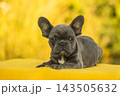 Adorably small solid blue French Bulldog puppy lying down on a yellow blanket. Brachycephalic companion dog breeds like Pug and Boston Terrier make great pets. 143505632