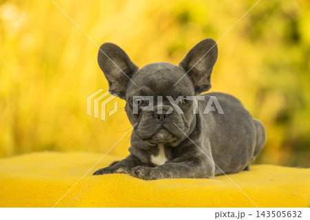 Adorably small solid blue French Bulldog puppy lying down on a yellow blanket. Brachycephalic companion dog breeds like Pug and Boston Terrier make great pets. Adorably small solid blue French Bulldog puppy lying down on a yellow blanket. Brachycephalic companion dog breeds like Pug and Boston Terrier make great pets. 143505632