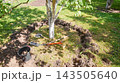 Gardening work in an organic orchard. 143505640