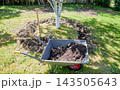 Gardening work in an organic orchard. 143505643