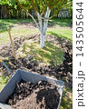 Gardening work in an organic orchard. 143505644