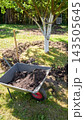 Gardening work in an organic orchard. 143505645