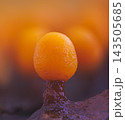 Slime mold - Trichia varia. It's a small protist organism 143505685
