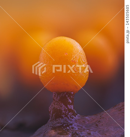 Slime mold - Trichia varia. It's a small protist organism 143505685