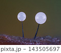 Slime mold - Comatricha nigra. It's a small protist organism 143505697