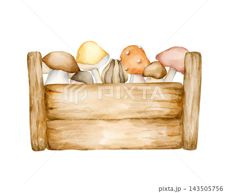 Cute Wooden Box of Autumn Mushrooms. Watercolor hand drawn floral food illustration isolated on white background for farm garden design fall home kitchen textile cozy print crockery cottagecore 143505756