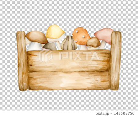 Cute Wooden Box of Autumn Mushrooms. Watercolor hand drawn floral food illustration isolated on white background for farm garden design fall home kitchen textile cozy print crockery cottagecore 143505756