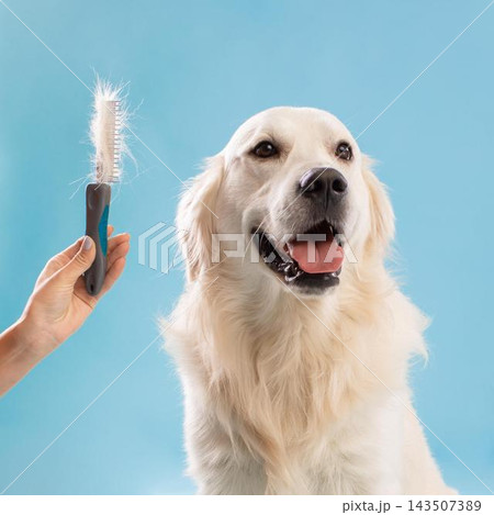 Happy Golden Retriever Dog Smiling While Being Groomed With A Brush, Sitting In Studio With Blue Background. Demonstrating Care For Dog's Healthy Coat And Overall Wellness. Happy Golden Retriever Dog Smiling While Being Groomed With A Brush, Sitting In Studio With Blue Background. Demonstrating Care For Dog's Healthy Coat And Overall Wellness. 143507389