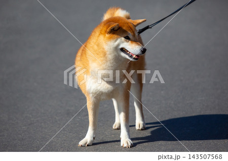 Shiba Inu dog stands on a concrete surface while being walked on a leash during daylight Shiba Inu dog stands on a concrete surface while being walked on a leash during daylight 143507568