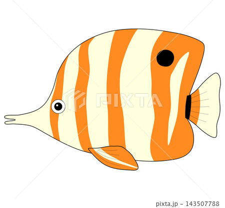 Cute butterflyfish, a tropical marine fish and ornamental fish 143507788