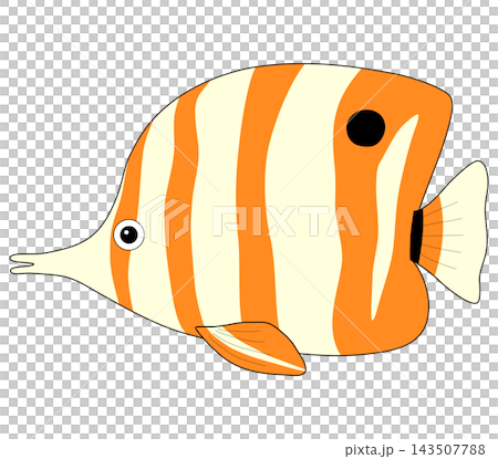 Cute butterflyfish, a tropical marine fish and ornamental fish 143507788