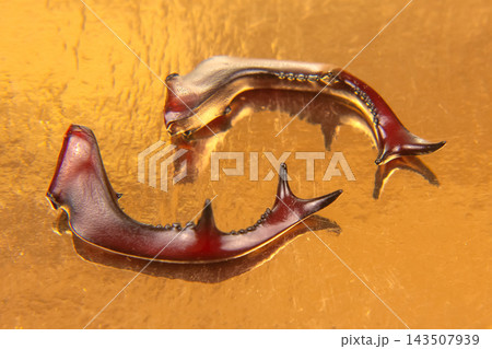 Stag beetle antlers displayed on a shiny golden surface in a close-up view 143507939
