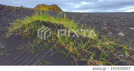 Grass growing on black sand in Iceland during cloudy weather Grass growing on black sand in Iceland during cloudy weather 143508007