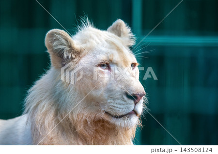 White lion looks outward with a focused gaze in its habitat during daytime 143508124