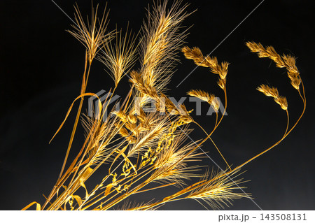 Golden wheat stalks arranged against a dark background Golden wheat stalks arranged against a dark background 143508131