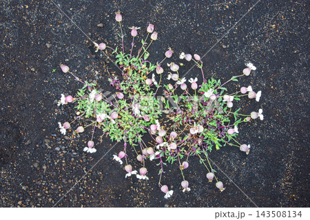 Wildflowers grow on dark soil in Iceland during summer 143508134