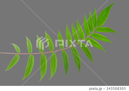 Green leaf branch showing multiple leaflets on a plain background Green leaf branch showing multiple leaflets on a plain background 143508303