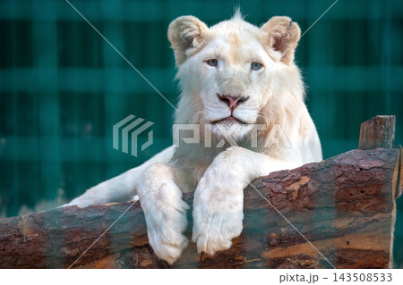 White lion resting on a log at a wildlife reserve during the afternoon White lion resting on a log at a wildlife reserve during the afternoon 143508533