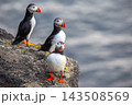 Puffins gather on a rocky shore in Iceland during a sunny day by the ocean 143508569