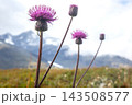 Wild purple flowers bloom in Norway mountain landscape during summer season 143508577
