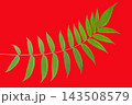 Green leaf on red background with clear details of leaf structure and shape 143508579