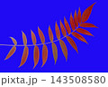 Red leaves on a blue background in an artistic display during the afternoon 143508580