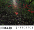 彼岸花のある風景 143508703