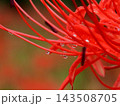 赤い彼岸花 143508705