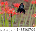 彼岸花の蜜を吸うアゲハチョウ 143508709