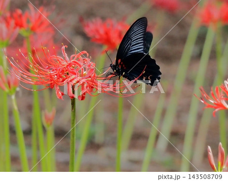 彼岸花の蜜を吸うアゲハチョウ 彼岸花の蜜を吸うアゲハチョウ 143508709