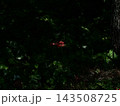 光に照らされる花 143508725