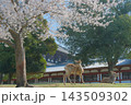 桜咲く奈良公園で神々しい鹿 143509302
