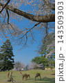 桜の木の下で鹿と憩う奈良公園 143509303