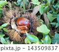 草むらに落ちた、イガが割れて艶やかな茶色い栗の実が見える秋の風景 143509837