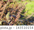 秋の自然の中に咲く赤紫色のシソの花穂と葉のディテール 143510154