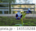 背景が美しくボケた、青紫色のトレニア（ナツスミレ）の花のクローズアップ 143510288